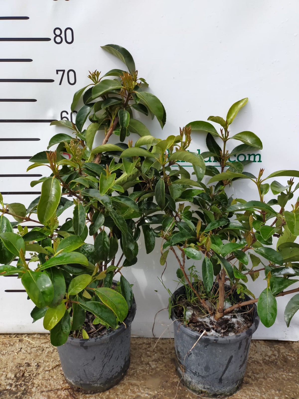 2 Yaş Parlak Kartopu Fidanı 40-60 Cm