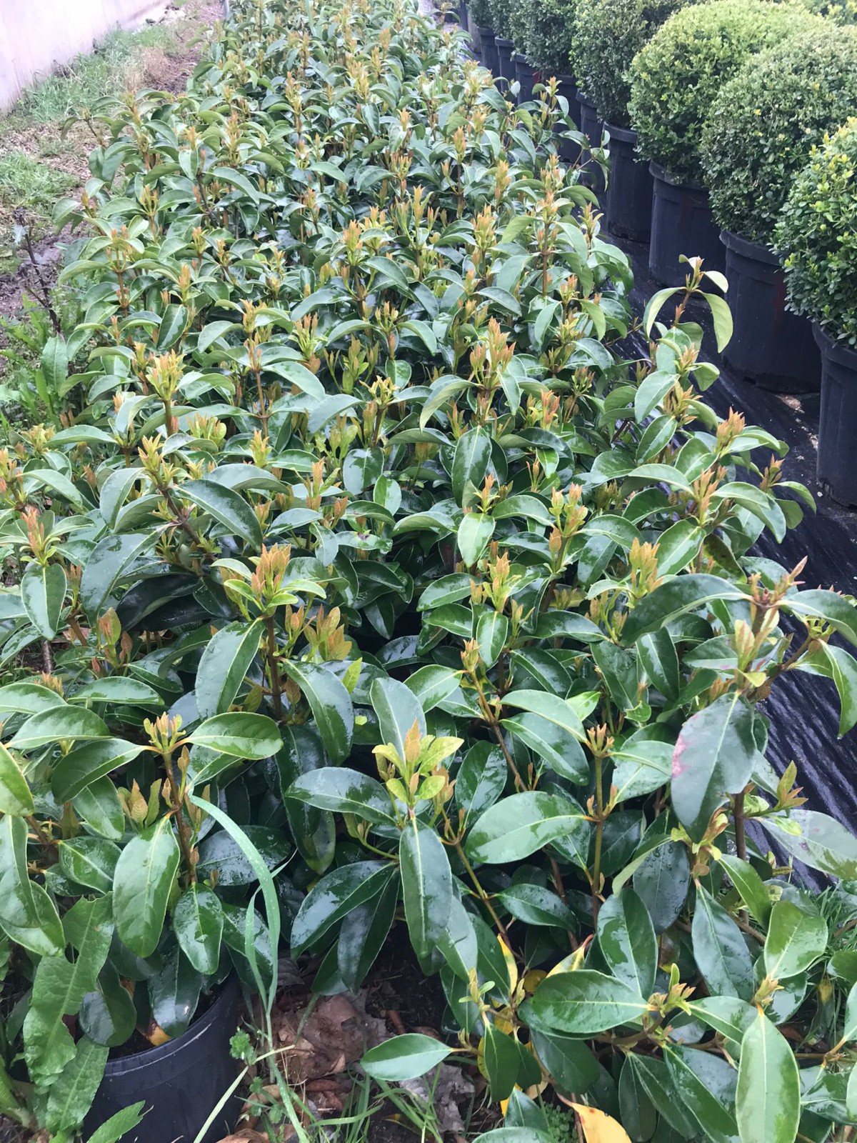 2 Yaş Parlak Kartopu Fidanı 40-60 Cm