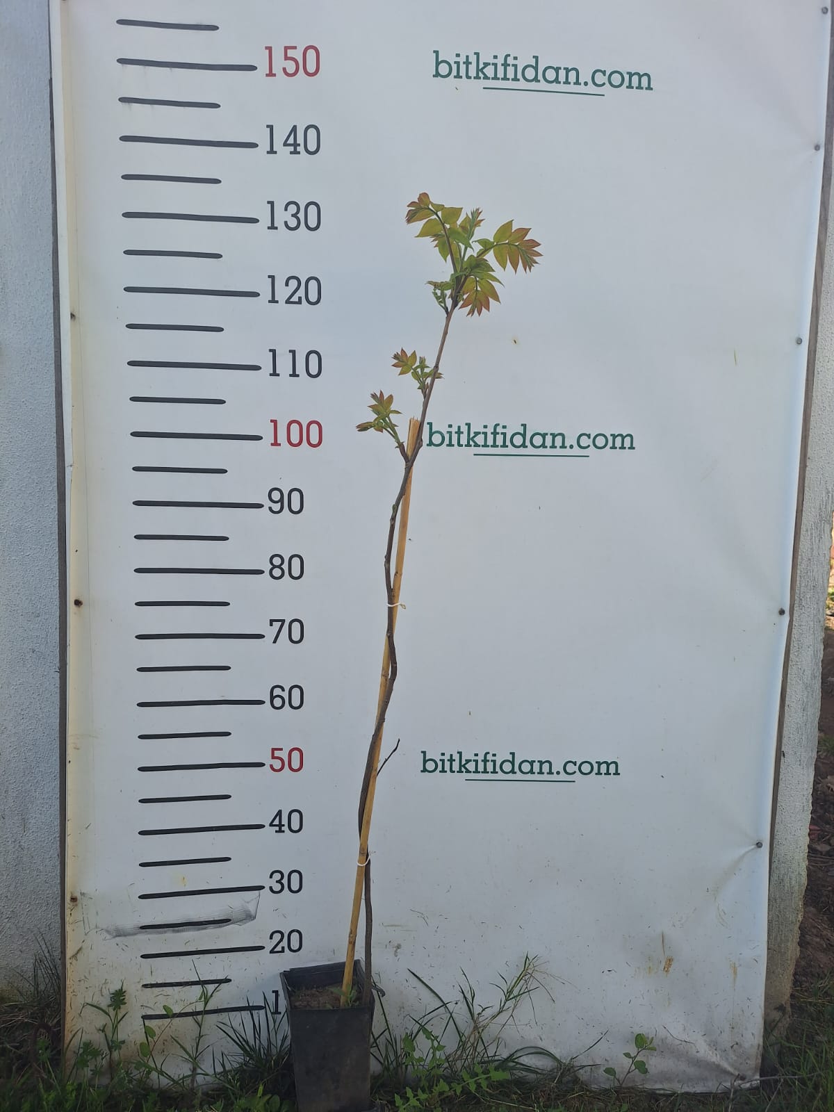 2 Yaş Pikan Ceviz Fidanı-120 cm