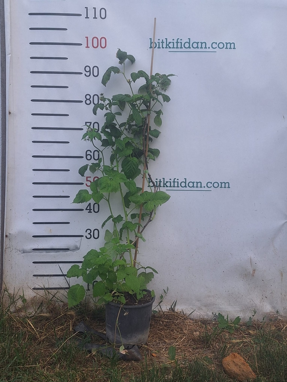 2 Yaş Sarı Ahududu (poranna Rosa) 2 Yaş Sarı Ahududu (poranna Rosa)