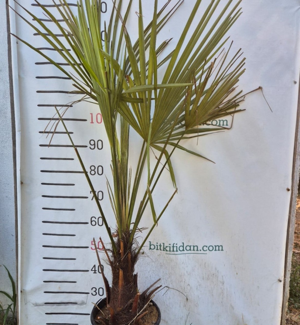 2 Yaş Tüylü Palmiye Fidanı-akdeniz Palmiyesi 2 Yaş Tüylü Palmiye Fidanı-akdeniz Palmiyesi