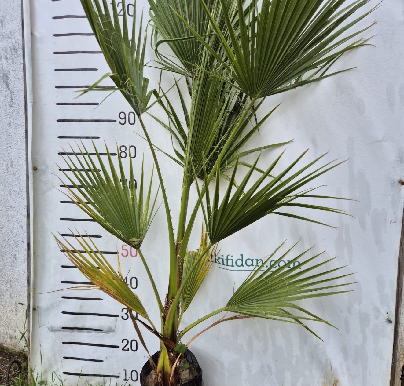 2 Yaş Tüysüz Palmiye Fidanı (Washington Palmiye)