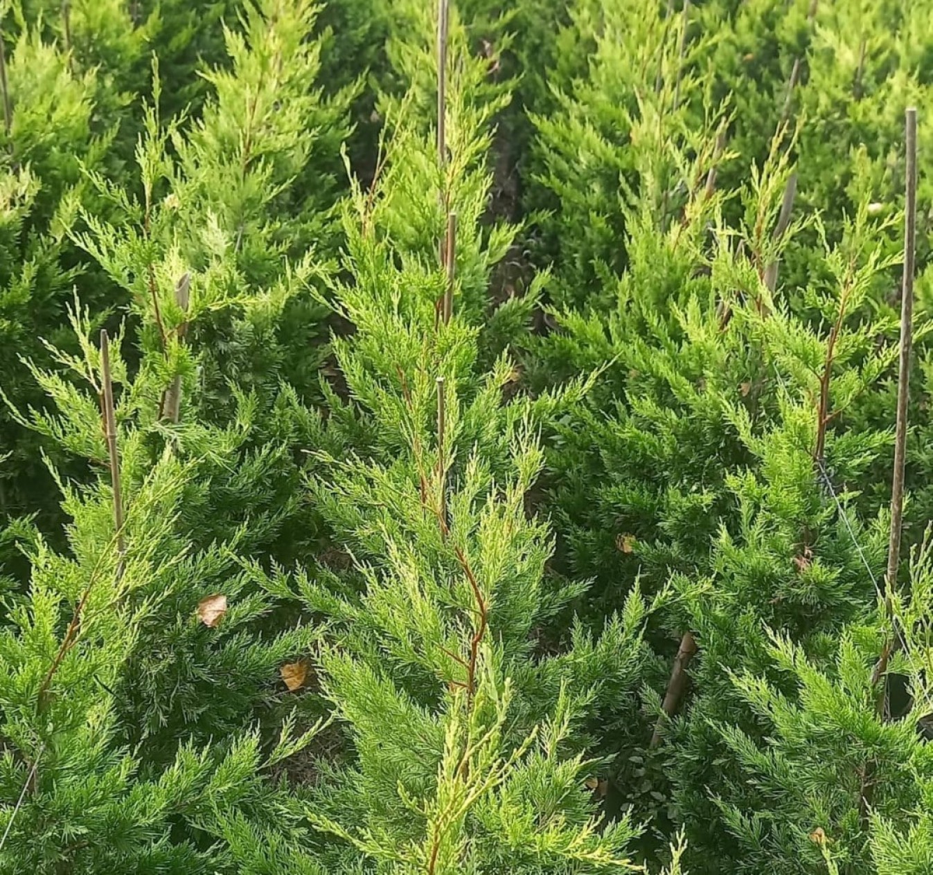 3 Yaş Aşılı Leylandi Çam Fidanı