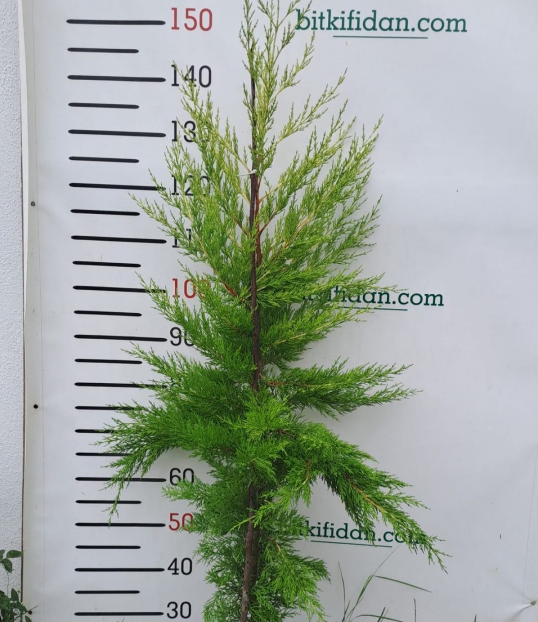 3 Yaş Aşılı Limon Selvi Fidanı (150 Cm+)