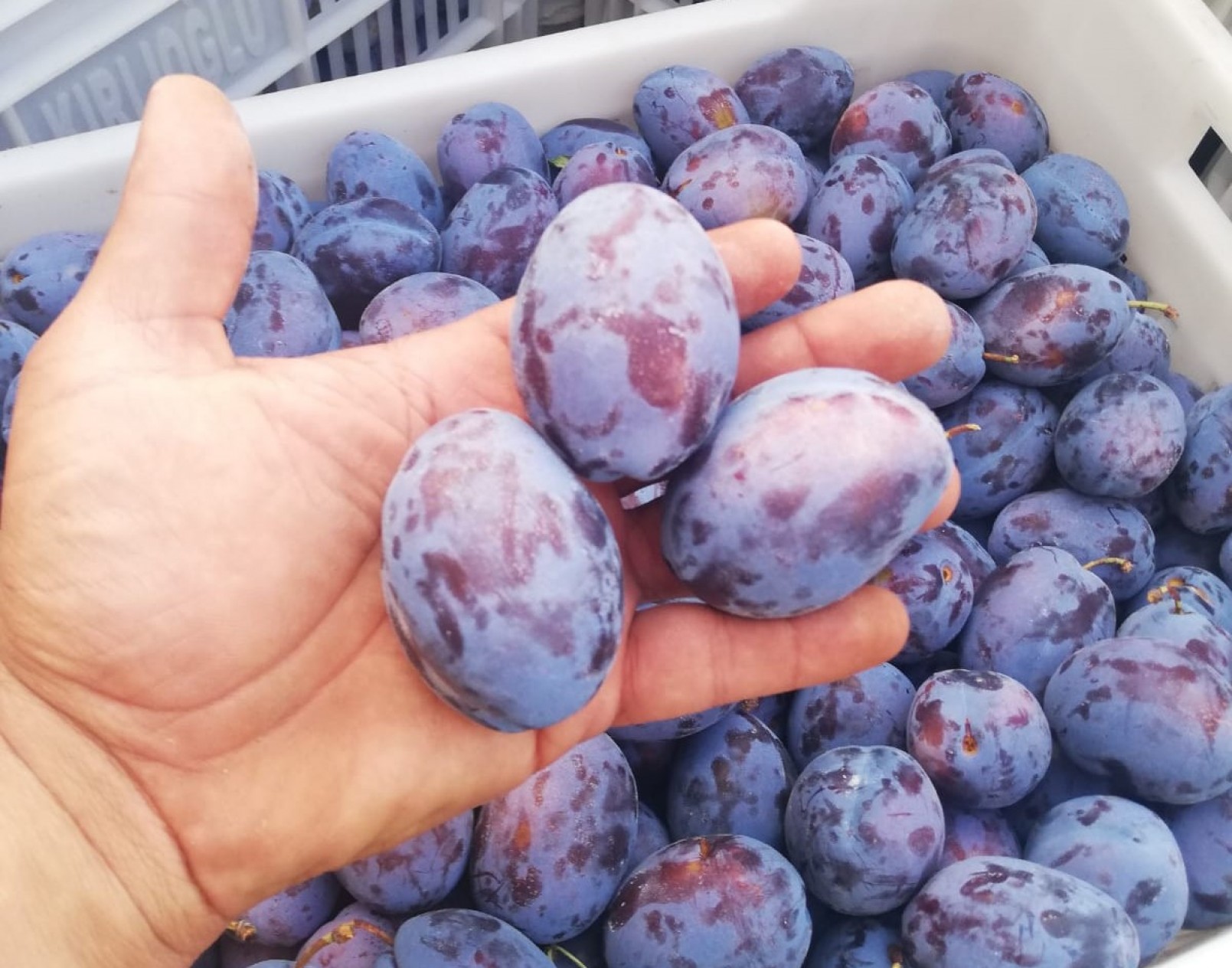 3 Yaş Tüplü Stanley Birton Erik Fidanı