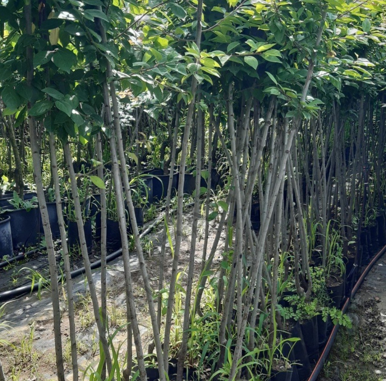 3 Yaş Ağustos Papaz Eriği Fidanı 3 Yaş Ağustos Papaz Eriği Fidanı