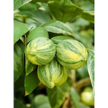 3 Yaş Alaca Limon Fidanı