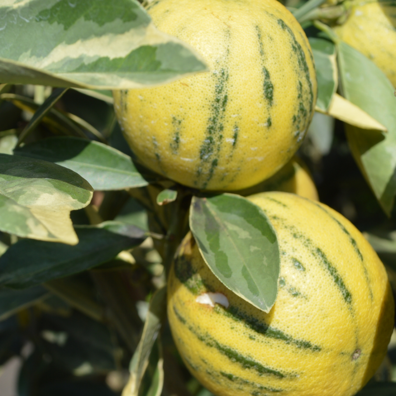 3 Yaş Alaca Limon Fidanı 3 Yaş Alaca Limon Fidanı