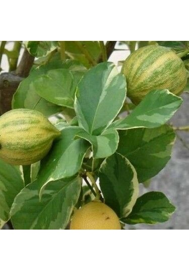 3 Yaş Alaca Limon Fidanı