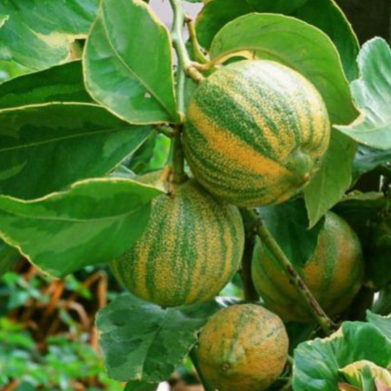 3 Yaş Alaca Limon Fidanı