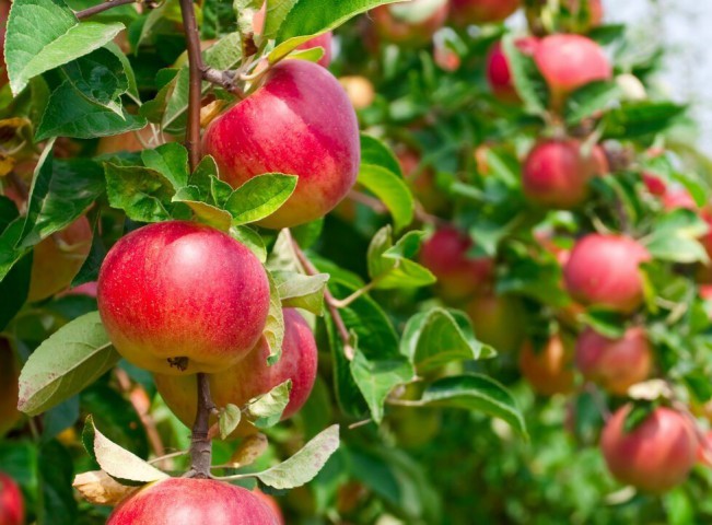 3 Yaş Amasya Elma Fidanı