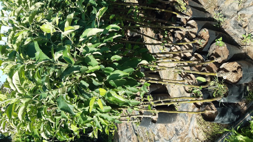 3 Yaş Amasya Elma Fidanı