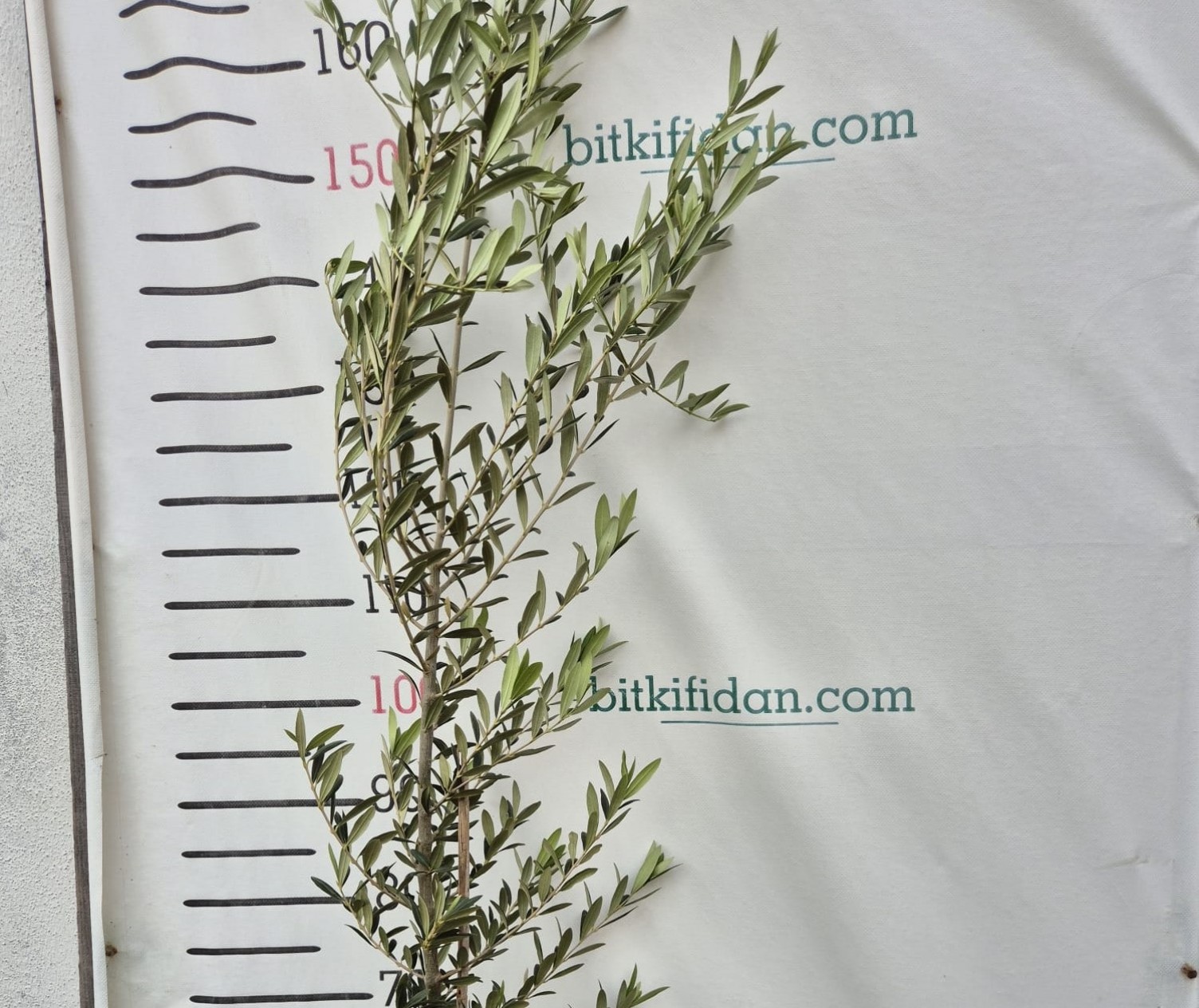 3 Yaş Arbequina Zeytin Fidanı 3 Yaş Arbequina Zeytin Fidanı