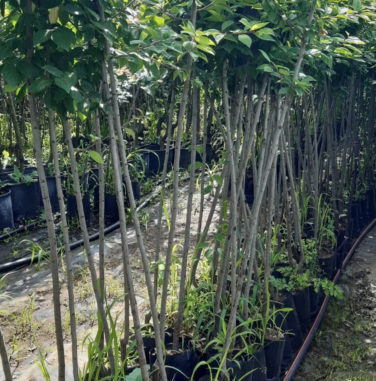 3 Yaş Aşılı Angelino Erik Fidanı