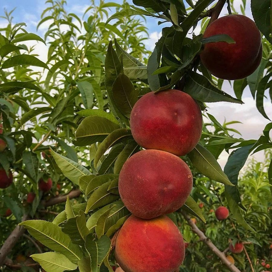 3 Yaş Aşılı Carselet Şeftali Fidanı 3 Yaş Aşılı Carselet Şeftali Fidanı