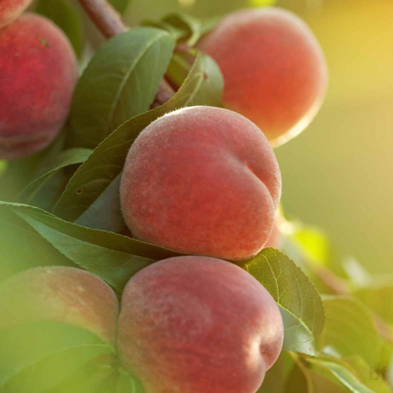 3 Yaş Aşılı Elagant Lady Şeftali Fidanı