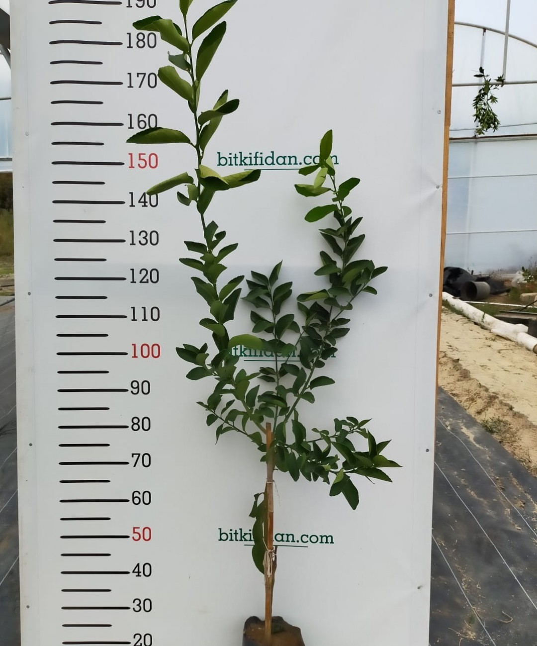 3 Yaş Aşılı Kan Portakalı Fidanı 3 Yaş Aşılı Kan Portakalı Fidanı