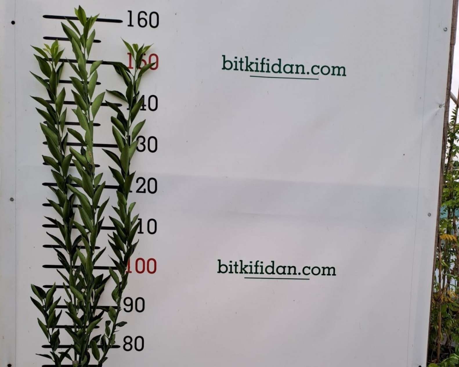 3 Yaş Aşılı Klemantin Fidanı 3 Yaş Aşılı Klemantin Fidanı