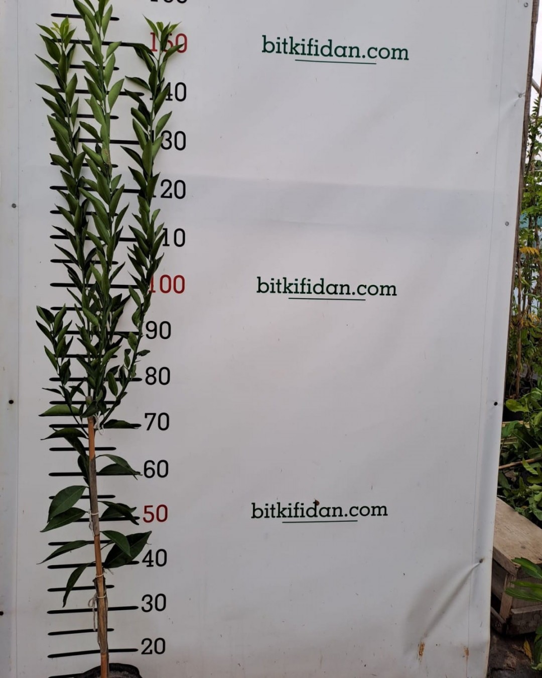 3 Yaş Aşılı Nova Mandalina Fidanı