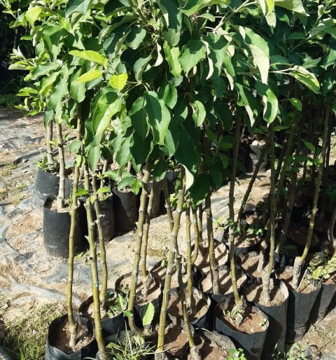 3 Yaş Aşılı Red Chief Elma