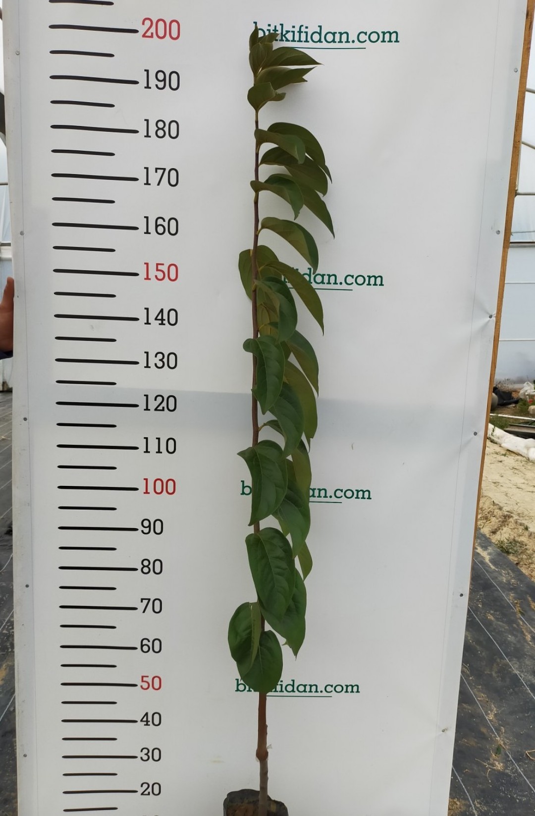 3 Yaş Aşılı Rojo Brillante  Trabzon Hurması