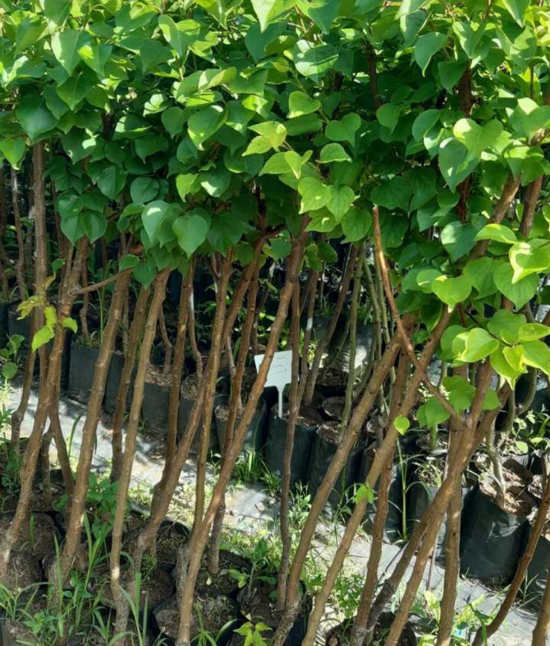 3 Yaş Aşılı Şekerpare Kayısı Fidanı