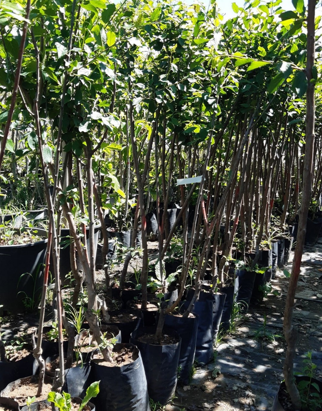 3 Yaş Aşılı Siyah Dut Fidanı