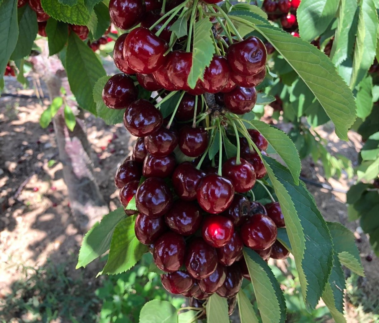 3 Yaş Aşılı Swethart Kiraz Fidanı 3 Yaş Aşılı Swethart Kiraz Fidanı
