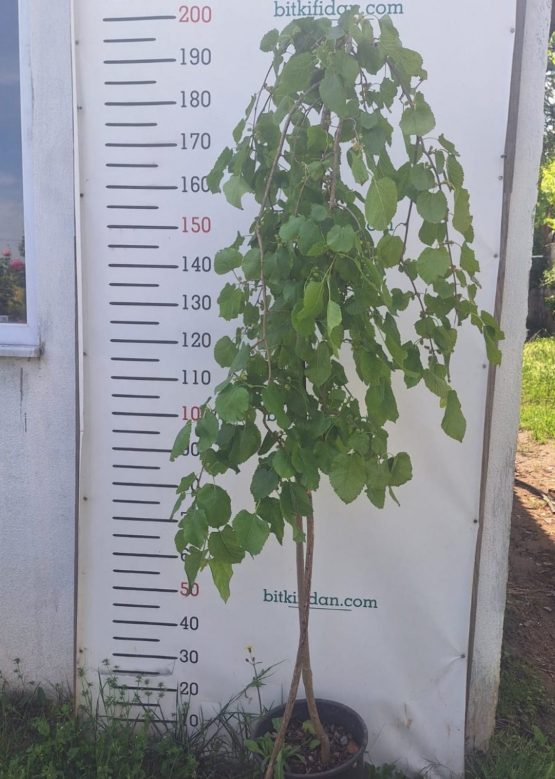 3 Yaş Aşılı Ters Dut Fidanı 3 Yaş Aşılı Ters Dut Fidanı