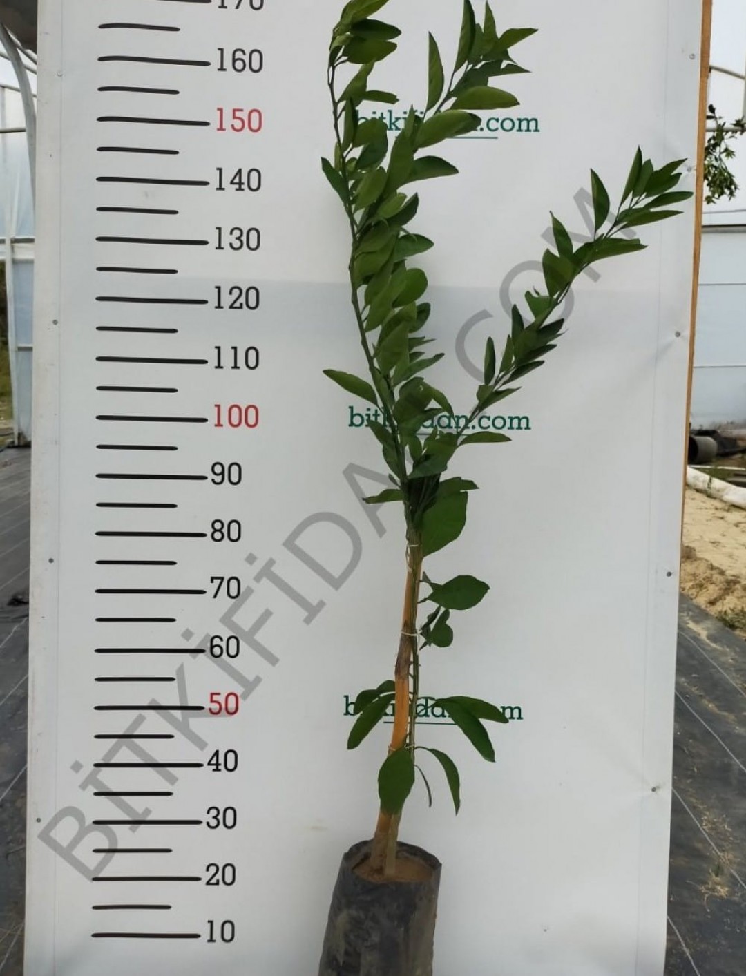 3 Yaş Aşılı Washington Portakal Fidanı 3 Yaş Aşılı Washington Portakal Fidanı