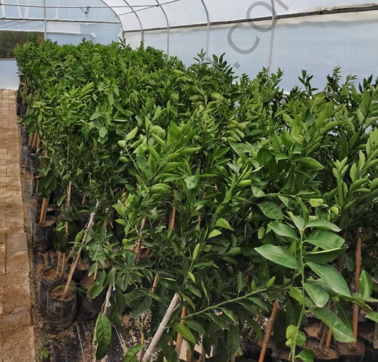 3 Yaş Aşılı Washington Portakal Fidanı 3 Yaş Aşılı Washington Portakal Fidanı