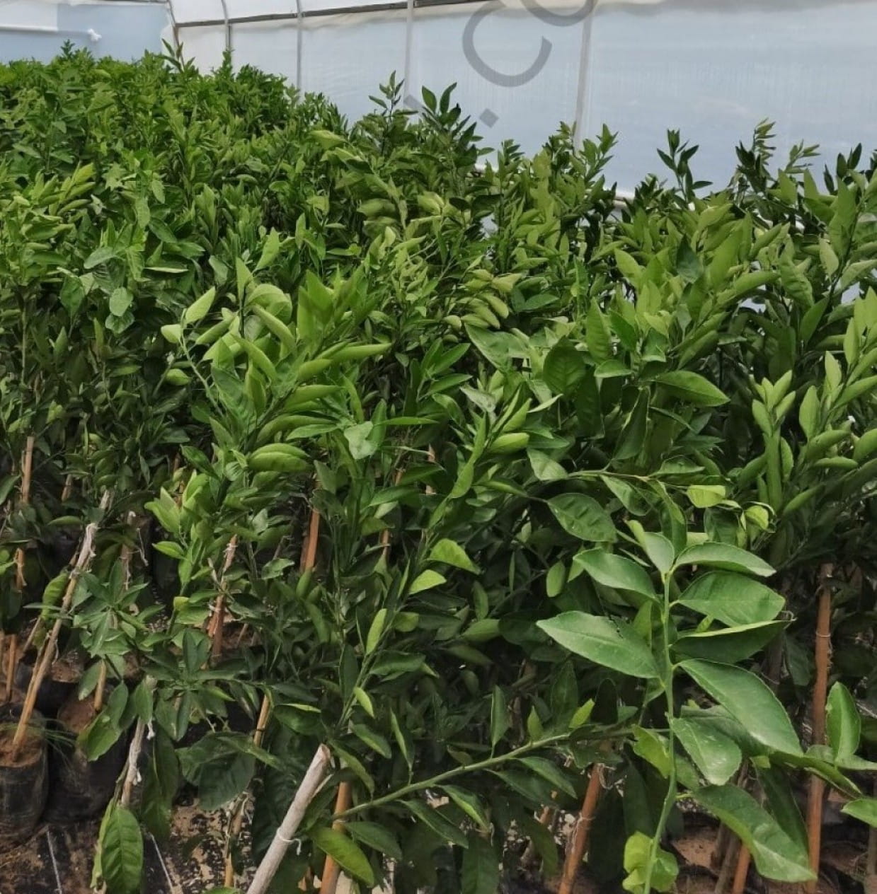 3 Yaş Aşılı W.murcott Mandalina Fidanı