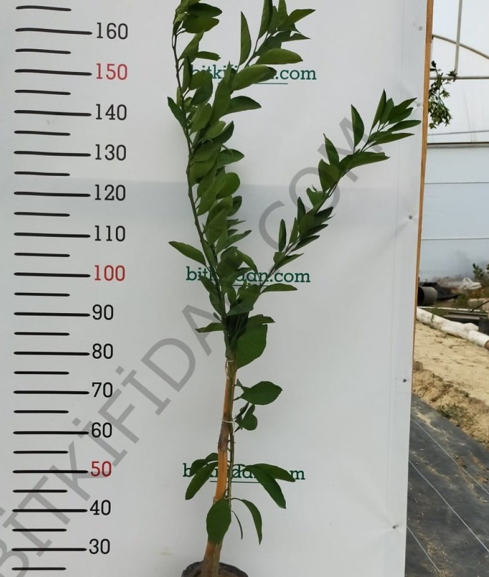 3 Yaş Aşılı Yafa Portakal Fidanı 3 Yaş Aşılı Yafa Portakal Fidanı