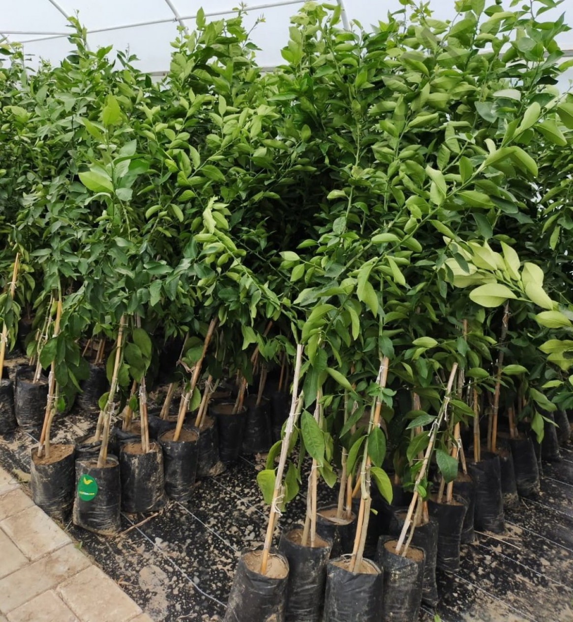 3 Yaş Aşılı Yafa Portakal Fidanı 3 Yaş Aşılı Yafa Portakal Fidanı