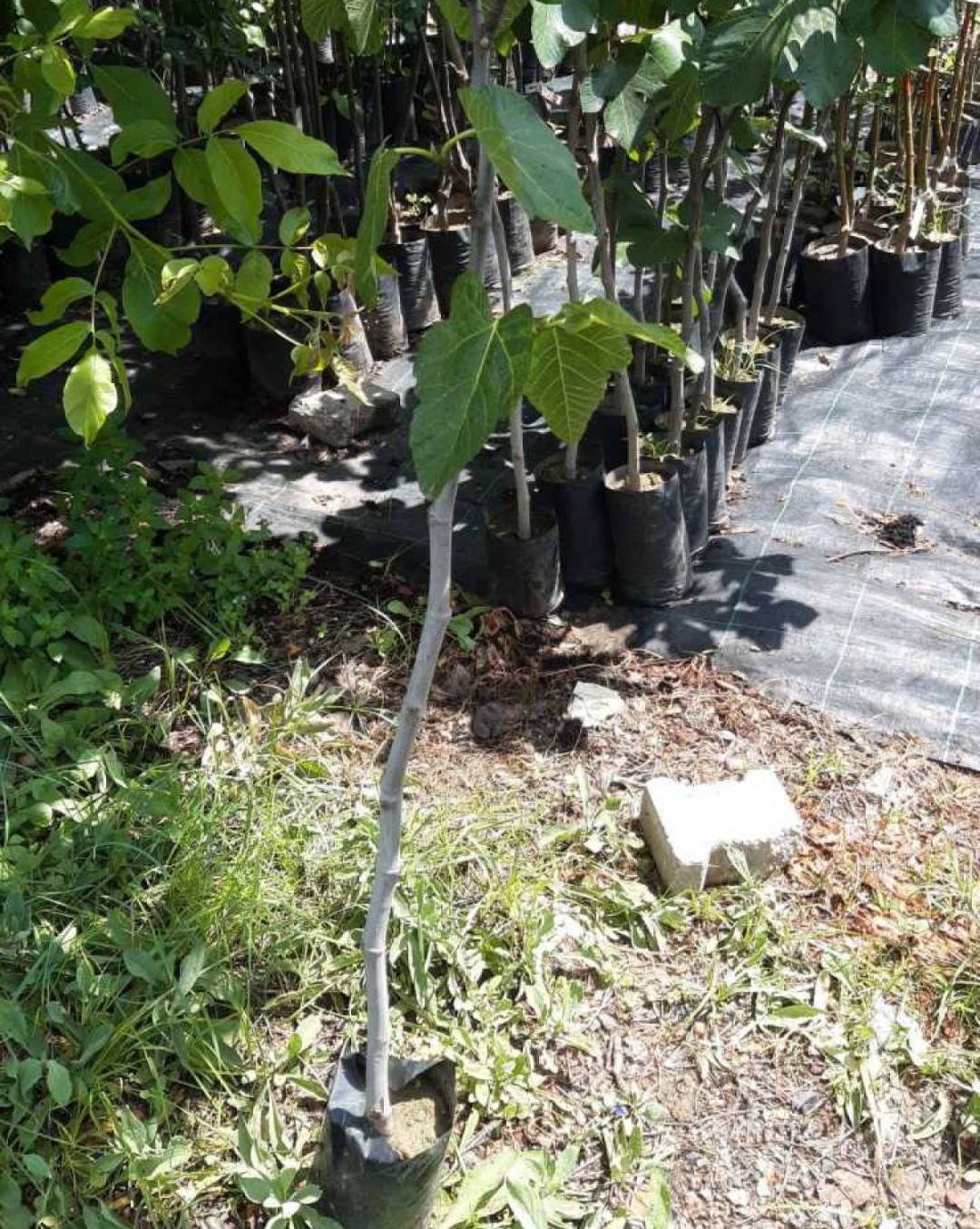 3 Yaş Aydın Sarı Lob İncir Fidanı 3 Yaş Aydın Sarı Lob İncir Fidanı