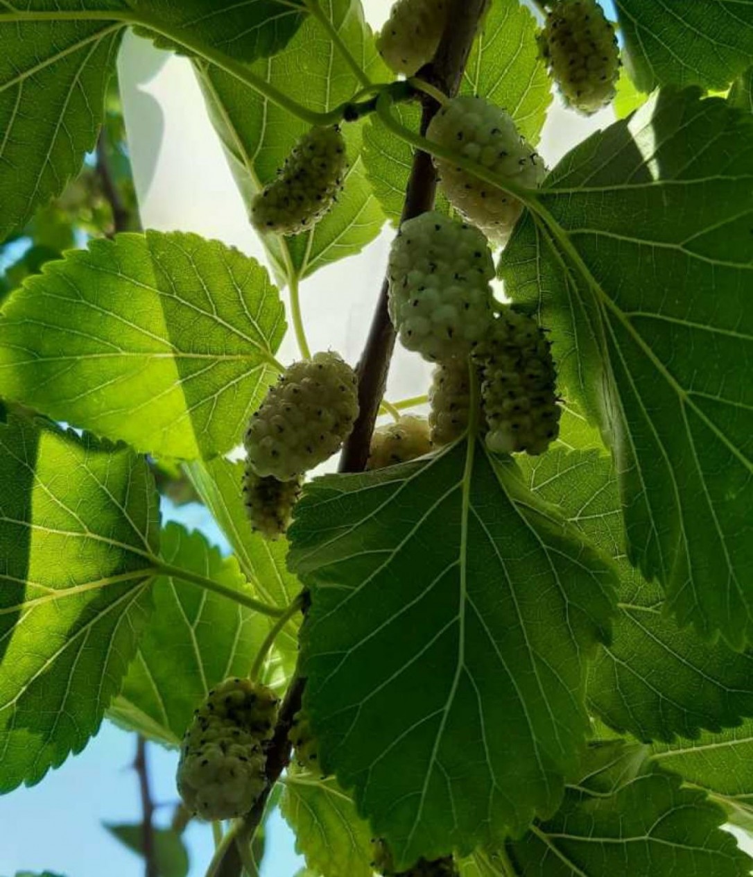 3 Yaş Beyaz Dut Fidanı 3 Yaş Beyaz Dut Fidanı