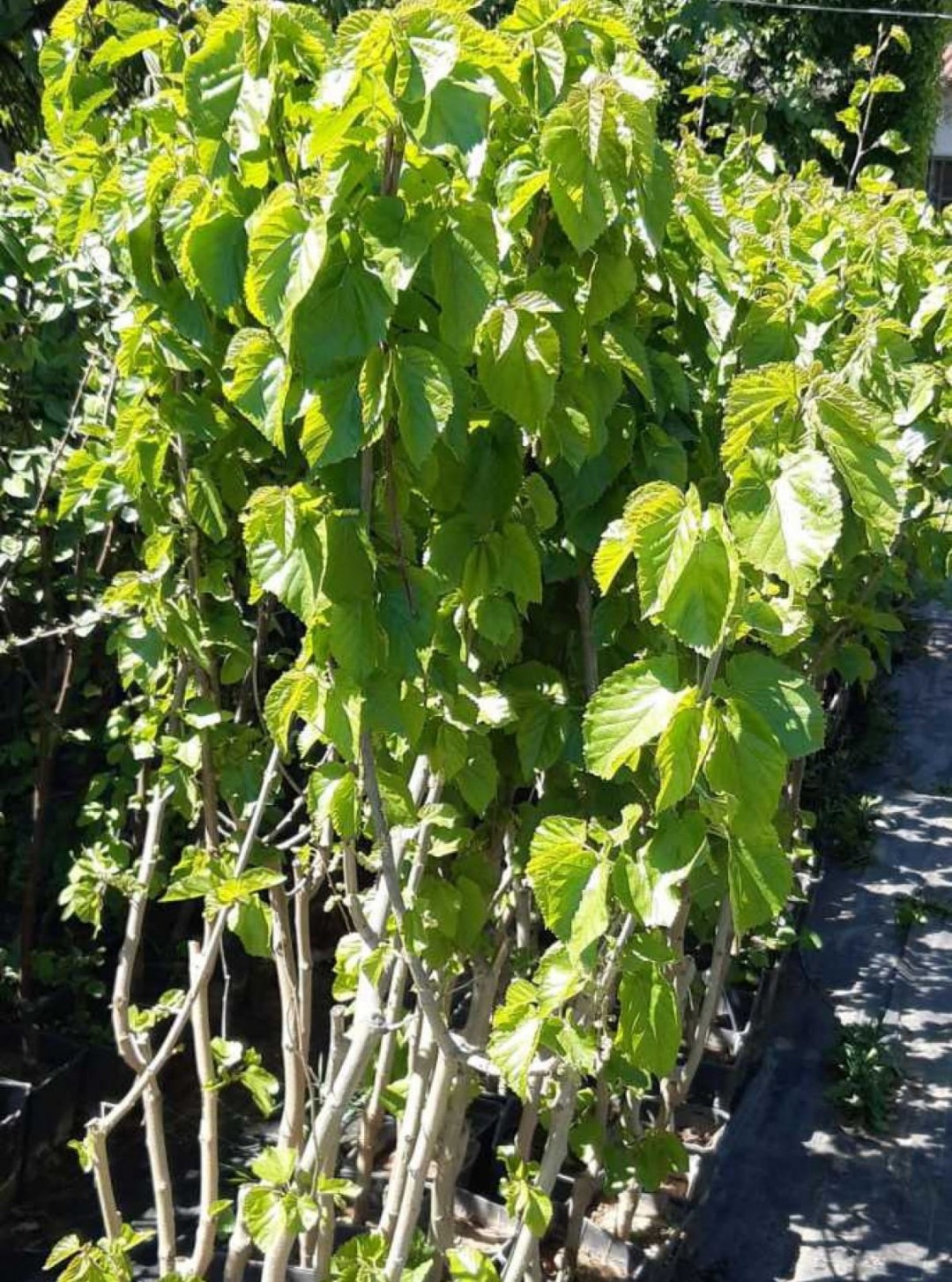 3 Yaş Beyaz Dut Fidanı 3 Yaş Beyaz Dut Fidanı