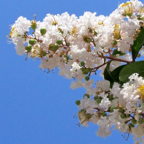 3 Yaş Beyaz Oya Ağacı 3 Yaş Beyaz Oya Ağacı