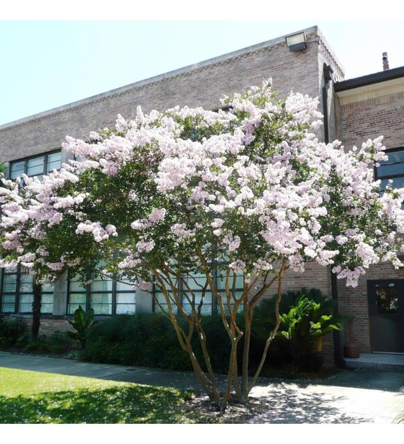 3 Yaş Beyaz Oya Ağacı 3 Yaş Beyaz Oya Ağacı