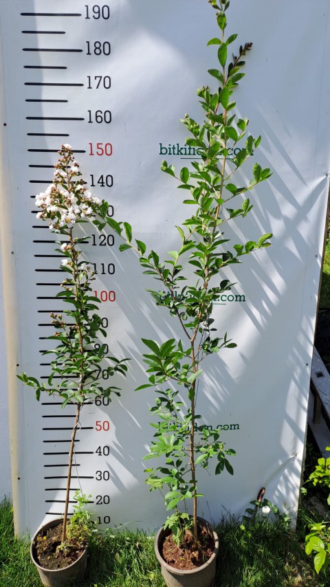 3 Yaş Beyaz Oya Ağacı 3 Yaş Beyaz Oya Ağacı