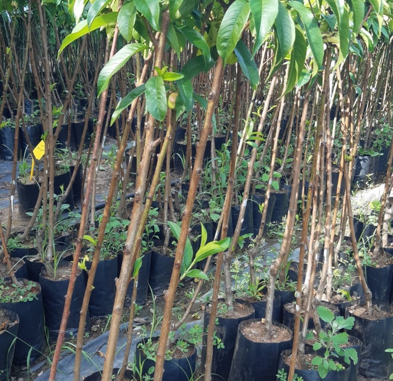 3 Yaş Bigtop Nektarin Fidanı