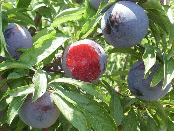 3 Yaş Black Daimond Erik Fidanı