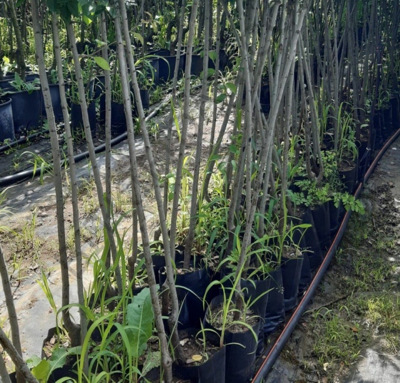 3 Yaş Black Daimond Erik Fidanı