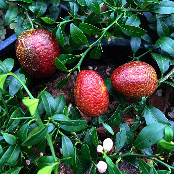 3 Yaş Blode Lime(kırmızı Limon) Fidanı