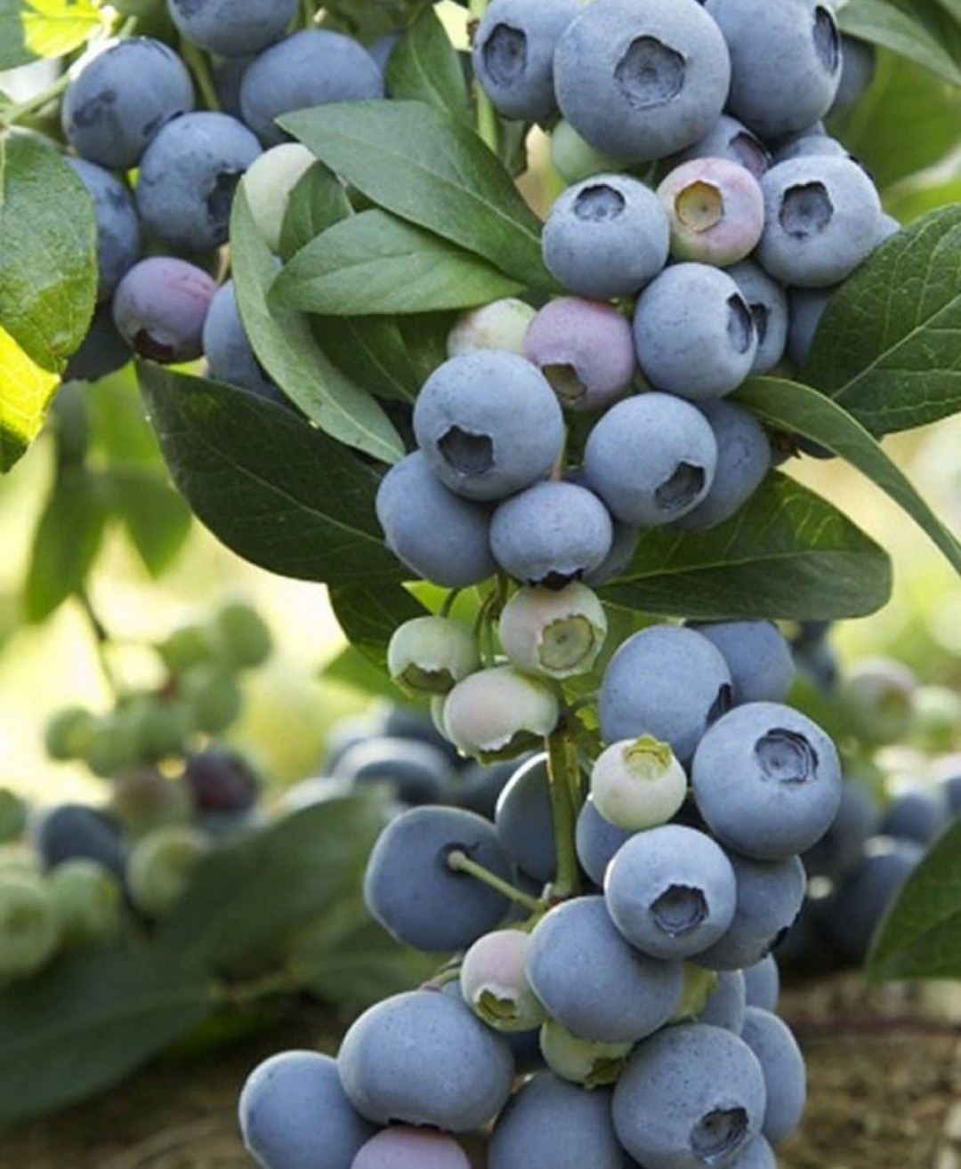 3 Yaş Bluecrop Yaban Mersini Fidanı 3 Yaş Bluecrop Yaban Mersini Fidanı