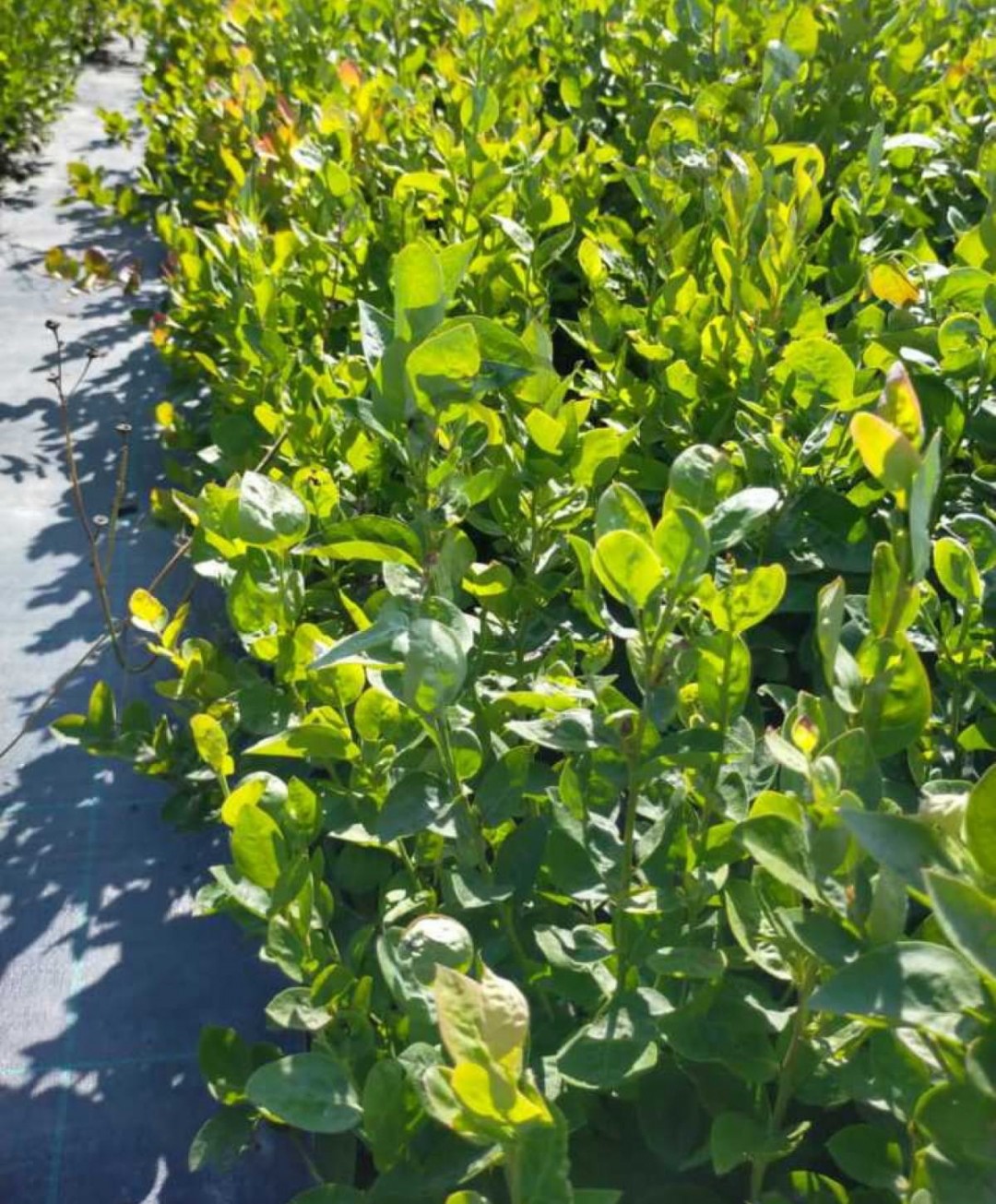 3 Yaş Bluecrop Yaban Mersini Fidanı