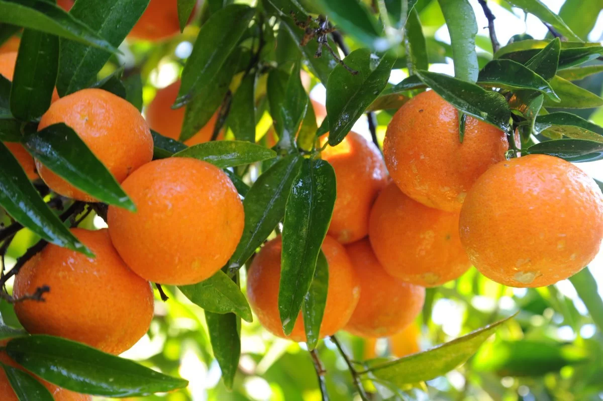 3 Yaş Bodrum Mandalinası Fidanı