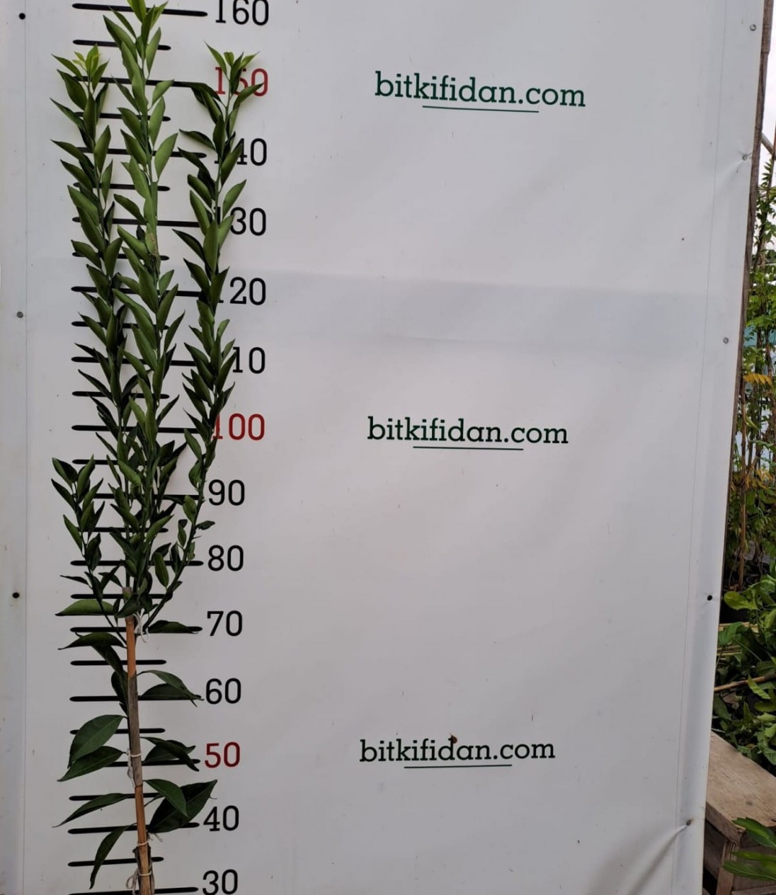 3 Yaş Bodrum Mandalinası Fidanı 3 Yaş Bodrum Mandalinası Fidanı