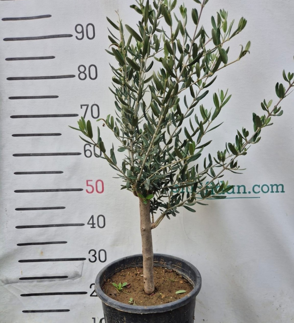 3 Yaş Bodur Gemlik Zeytin Fidanı