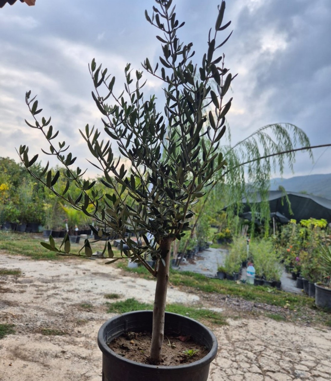 3 Yaş Bodur Gemlik Zeytin Fidanı 3 Yaş Bodur Gemlik Zeytin Fidanı
